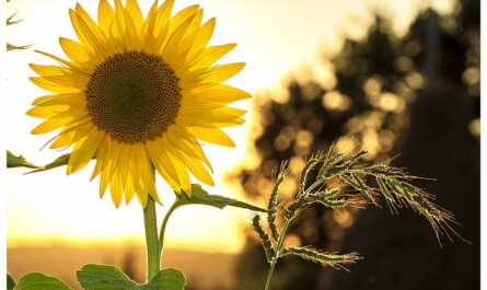 Energie Sparen im Haushalt Sonnenblume